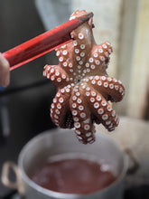 画像をギャラリービューアに読み込む, 創業50年の味!明石焼6個